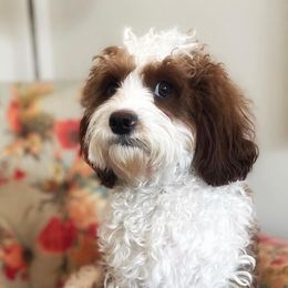 Cavalier King Charles Spaniels, Cavapoos, and Poodles from Paw Palace breeding