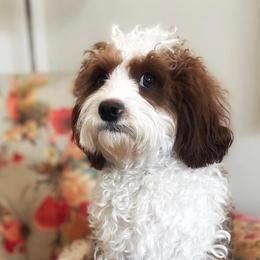Cavalier King Charles Spaniels, Cavapoos, and Poodles from Paw Palace breeding