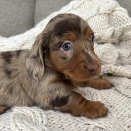 Dapple Boy 1 - Dapple male Dachshund puppy in Mesa, Arizona from Ruby Desert Doxies