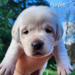Purple collar - Yellow female Labrador Retriever puppy in Mossyrock, Washington from White River Labradors