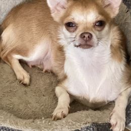 Chihuahua and Yorkshire Terrier All Grown Up from CoolMissLLC