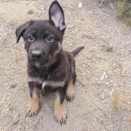 Green Boy - Bi-color male German Shepherd puppy in La Pine, Oregon from Granville/Diamond Peak German Shepherds