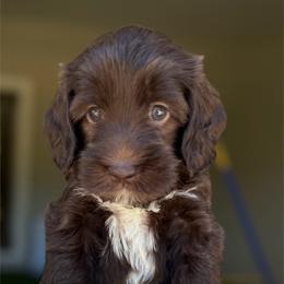 Australian Labradoodle Puppies from Napa Valley Australian Labradoodles