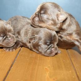 Girl 1 - Brown female Brussels Griffon puppy in Huntsville, Alabama from Tammy's Brussels