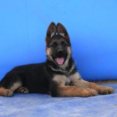 German Shepherd Puppies from Vom Harmon Haus German Shepherds