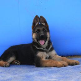 German Shepherd Puppies from Vom Harmon Haus German Shepherds