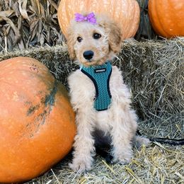 Khaleesi - Goldendoodle