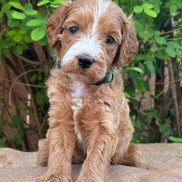 Boston - Green Collar - Red  male Goldendoodle puppy in Kingwood, Texas from Kingwood Goldendoodles