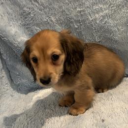 Sargent - Cream male Dachshund puppy in Statesville, North Carolina from Lakeside Dachshunds