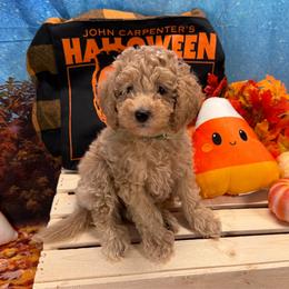 Michael (Green Collar) - Cream male Goldendoodle puppy in Lake Panasoffkee, Florida from Donnas Deluxe Doodles LLC