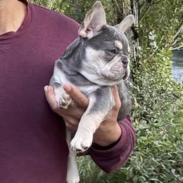 Froggy - Blue fawn female French Bulldog puppy in Edmonds, Washington from Matra French Bulldogs