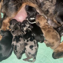 Cane Corso and Dachshunds from Watson’s Blue Line Canines