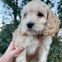 Bella Bay - Cream female Cockapoo puppy in Tallahassee, Florida from Panhandle Pups