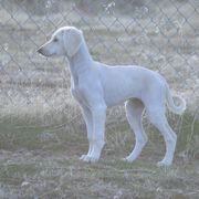 Saluki Puppies from Obi-Wan Salukis