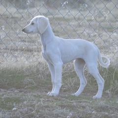 Saluki Puppies from Obi-Wan Salukis