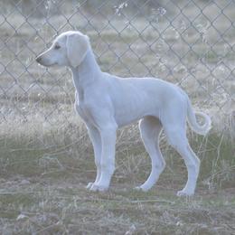 Saluki Puppies from Obi-Wan Salukis