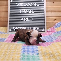 Arlo - Red and white male Bulldog puppy in Hillsdale County, Michigan from KZ Bullies LLC