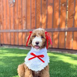 Strawberry Swirl - Red  female Goldendoodle puppy in Dallas County, Texas from Dream A Little Doodle
