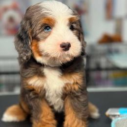 Benji - Brown - Merle male Bernedoodle puppy in Yuciapa, California from AlltheDoodlez_