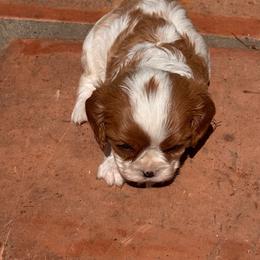 Peanut - Blenheim female Cavalier King Charles Spaniel puppy in California from Tinkerpups