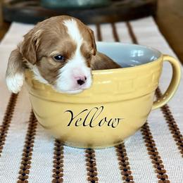 Yellow - Apricot male Cavapoo puppy in Coal City, Indiana from Wednesday & Co