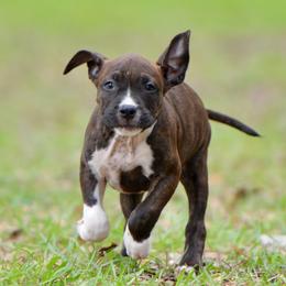 The Gentle Heart - Brown brindle female American Staffordshire Terrier puppy in St. Augustine, Florida from LBK & Ancient City