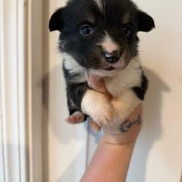 Boy 1 - Black and tan male Pembroke Welsh Corgi puppy in Aberdeen, Washington from Coastal country Farms