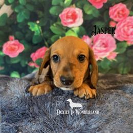 Jasper - Red male Dachshund puppy in Rainier, Oregon from Doxies in Wonderland