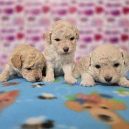 Lucy - Aussiedoodle puppy from Emerald J Doodles