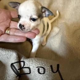 Boy - Cream and white male Chihuahua puppy in Murphy, North Carolina from Ay Chihuahua's
