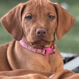 Girl- 3rd pick - Golden rust female Vizsla puppy in Boaz, Alabama from MountainTop Vizslas