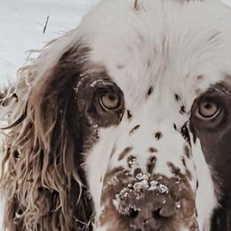 Giorgio - English Springer Spaniel
