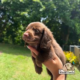 Star (CKC) - Chocolate male Dachshund puppy in Ocala, Florida from The Wiener Family