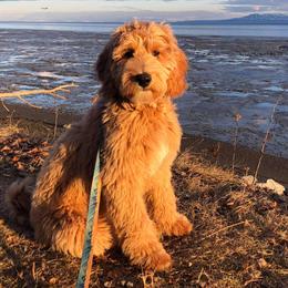 Assorted Doodle Crosses, Bernedoodles, Double Doodles, and Goldendoodles from Walk with Me Doodles
