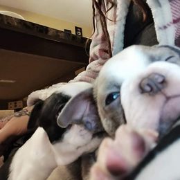 Boston Terrier Puppies from Beatrice's Kennels