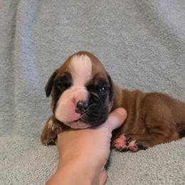Marlee - Fawn female Boxer puppy in Rocky Comfort, Missouri from Meredith's Boxer Puppies
