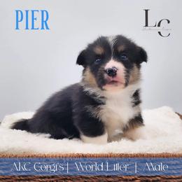 Pier - Black and tan male Pembroke Welsh Corgi puppy in Pine Village, Indiana from NL Horsemanship