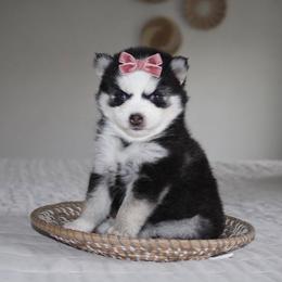 Emma - Black and white female Pomsky puppy in Apple Creek, Ohio from Kathryn Troyer