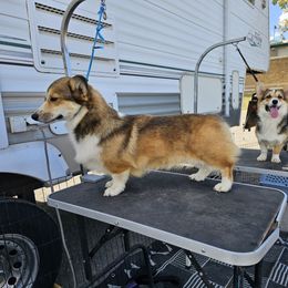 Beth - Pembroke Welsh Corgi