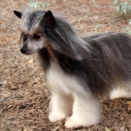 Raven - Chinese Crested