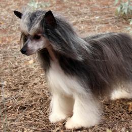 Raven - Chinese Crested