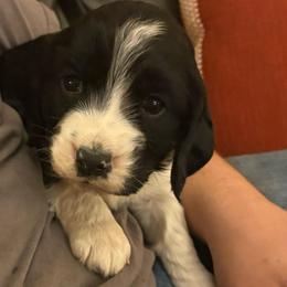 Freya - Black and white female English Springer Spaniel puppy in St Johnsbury, Vermont from Paradise Valley Springers