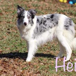 Heidi - White and blue merle female Border Collie puppy in Tylertown, Mississippi from Cool Meadow Farms