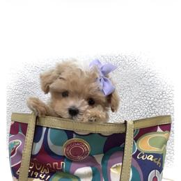Maltipoo puppies from GlamPaw Maltipoos