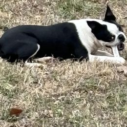 Ellie - Boston Terrier