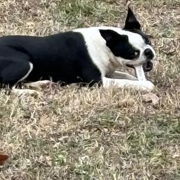 Ellie - Boston Terrier