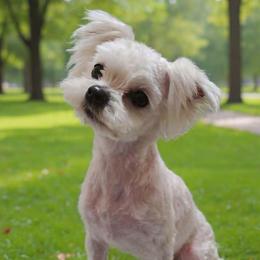 Hiroki - Maltese