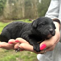 Belle Starr (Mini Size) - Black female Bordoodle puppy in Mulino, Oregon from Korbella Farm