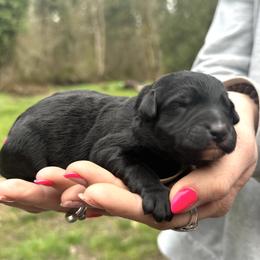 Belle Starr (Mini Size) - Black female Bordoodle puppy in Mulino, Oregon from Korbella Farm