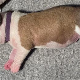 Purple collar - Blue fawn male American Staffordshire Terrier puppy in Cloverdale, Indiana from Woodshire American Staffordshire Terrier’s